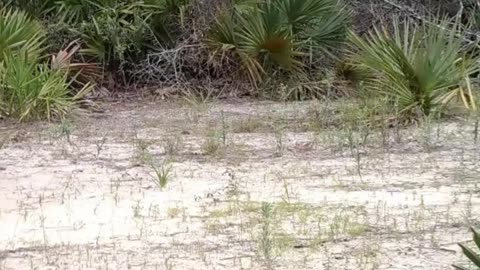 Ocala National Forest Bear Sighting At Jeep Fest