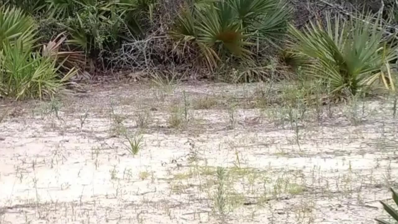 Ocala National Forest Bear Sighting At Jeep Fest