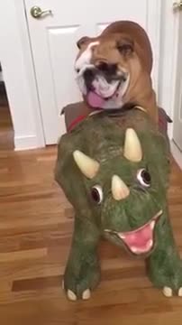 Bulldog Inglés disfruta de un paseo en dinosaurio