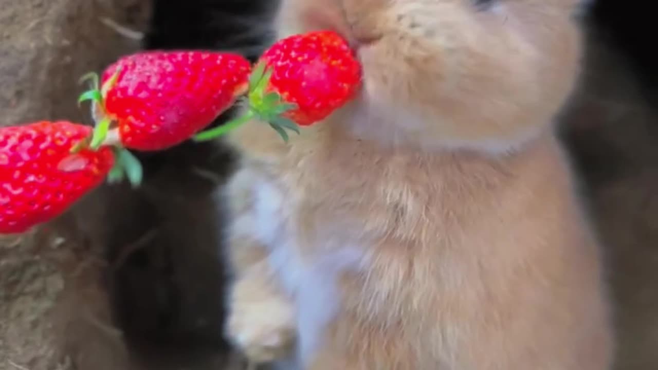 Cute rabbit eating strawberries.