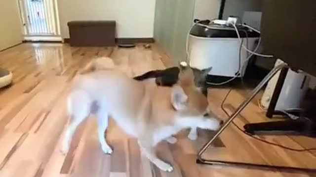 evil cat mocks the dog