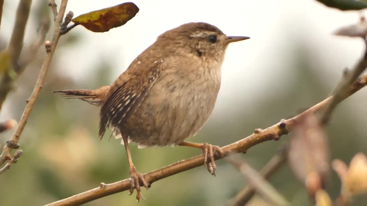 eurasian wren singing chirp