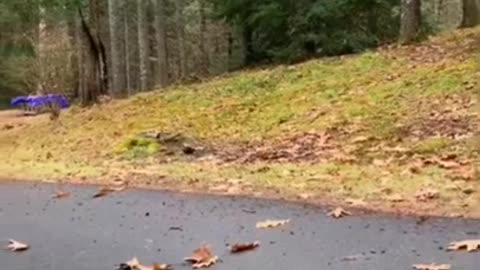 Try not to laugh#best fails#animal fails