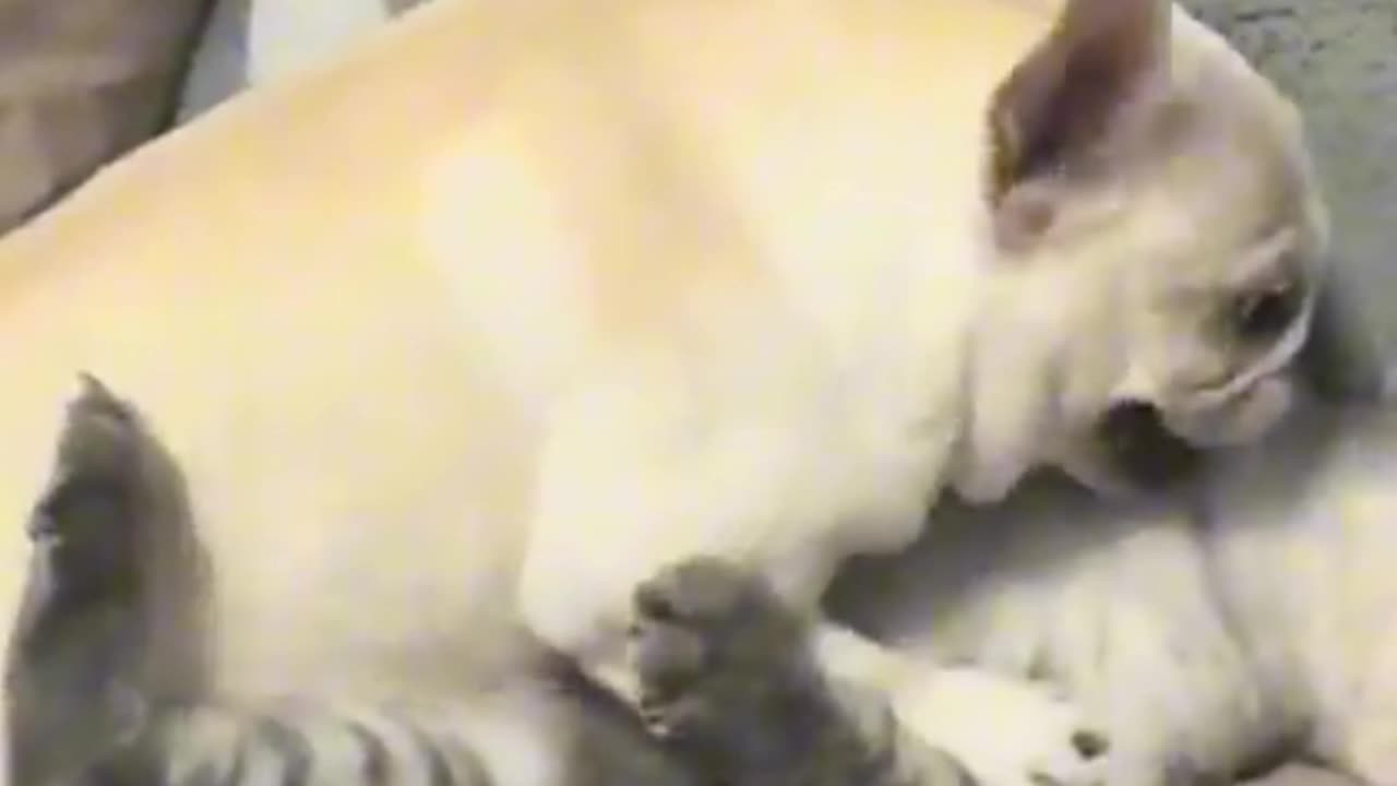 Funny fight between Cat 😺 and dog 🐕