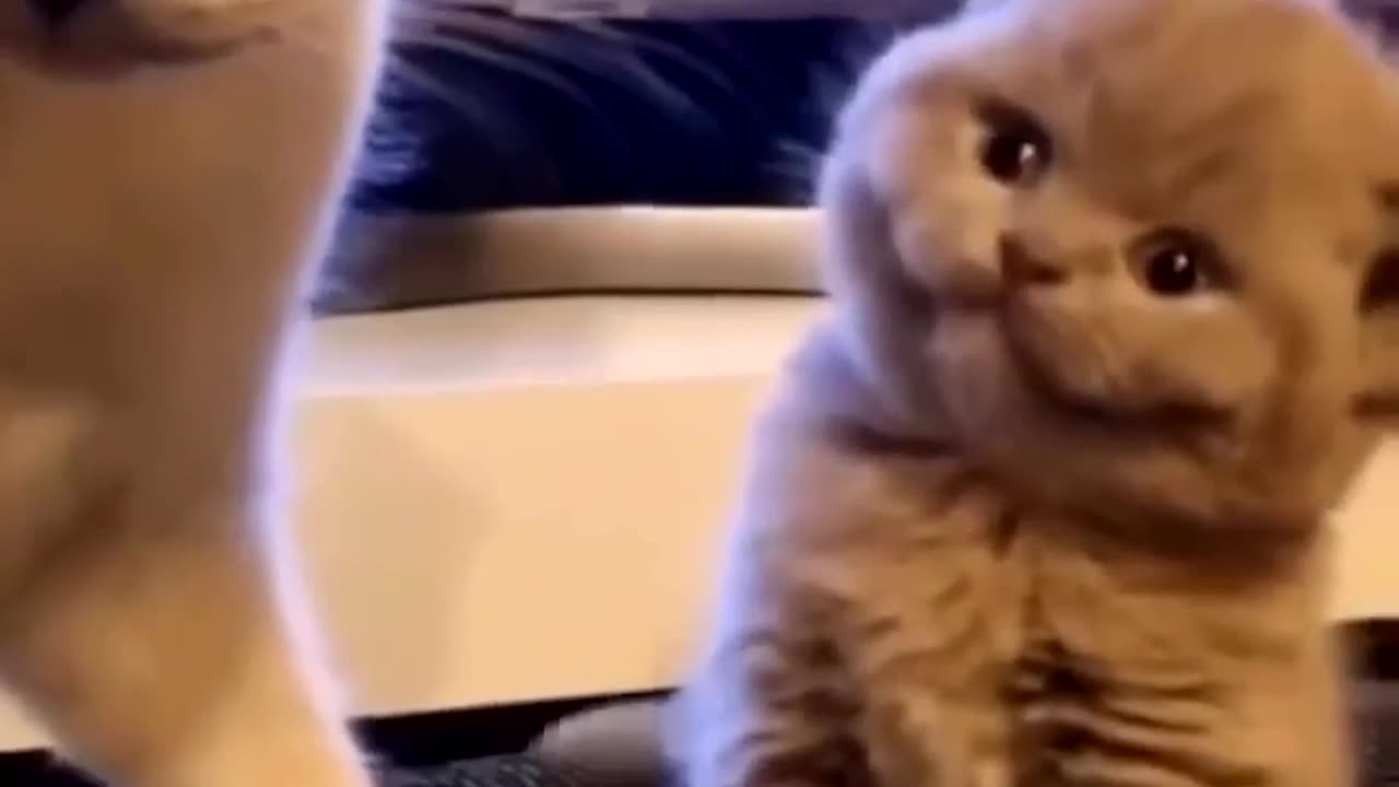 What a smiling Kitten 😊