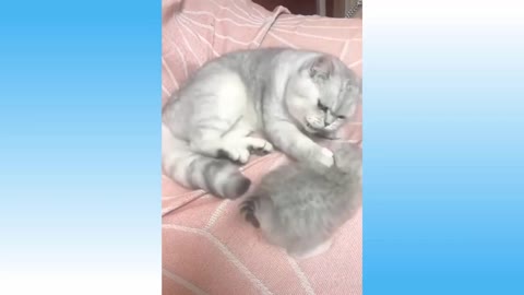 Funny Cat Videos. Funny Animal Videos