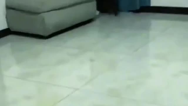 the rabbit kick s the cat 🐈 funny video.