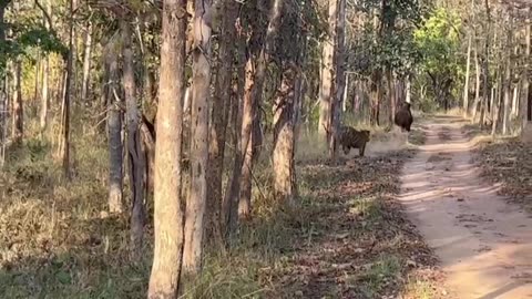 Animal: Tiger chasing prey