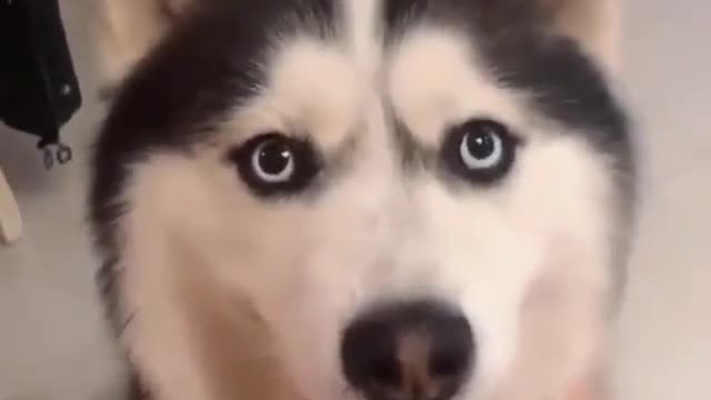 Funny Dog Video With Boy | Animal Funny Video