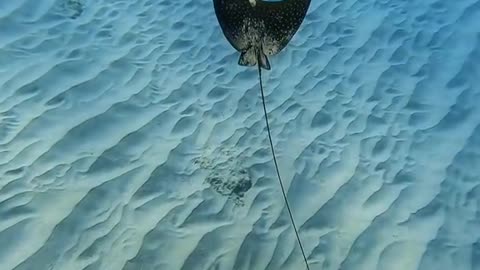 I love seeing eagle rays