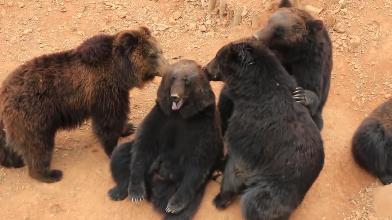 The befuddled brown bear that licks animals that are bald on their ears