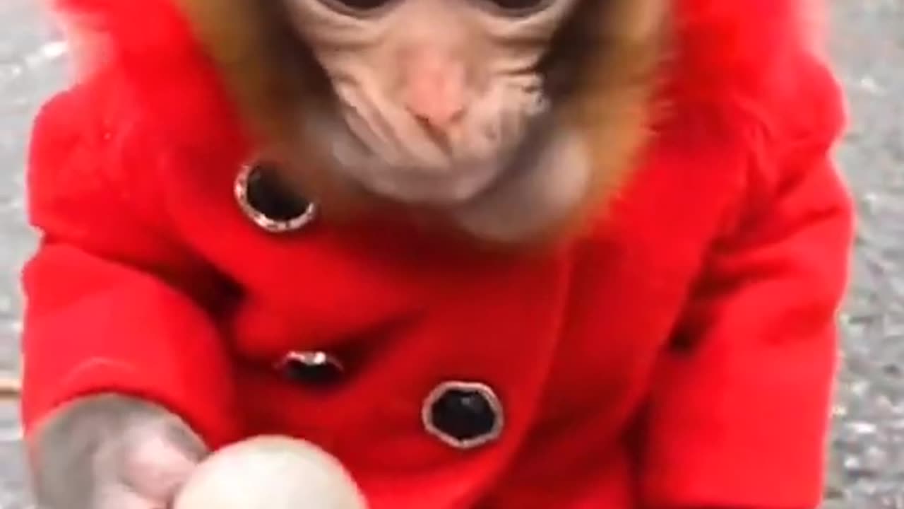 funniest monkey videos