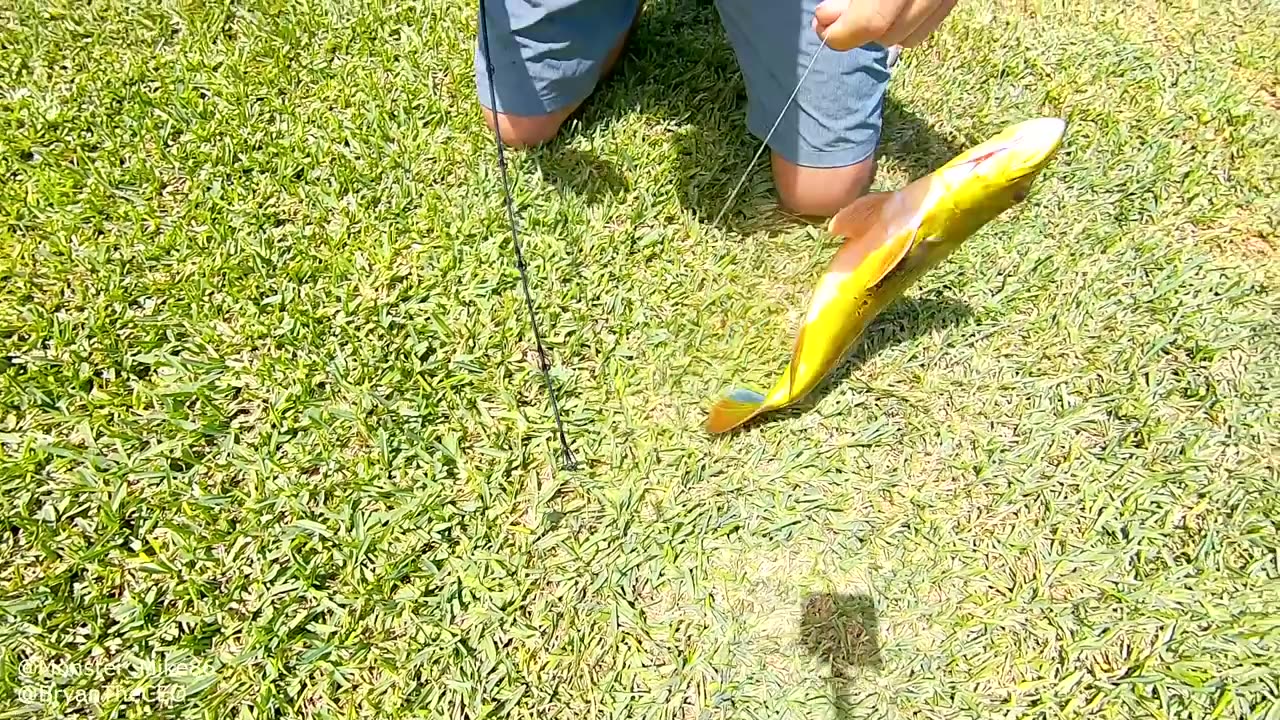 Slab Peacock bass In Miami