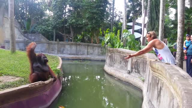 Clever Orangutan makes funny of human