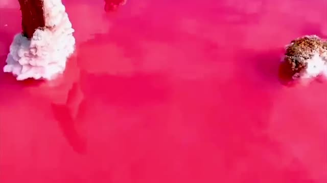 Pink Sea