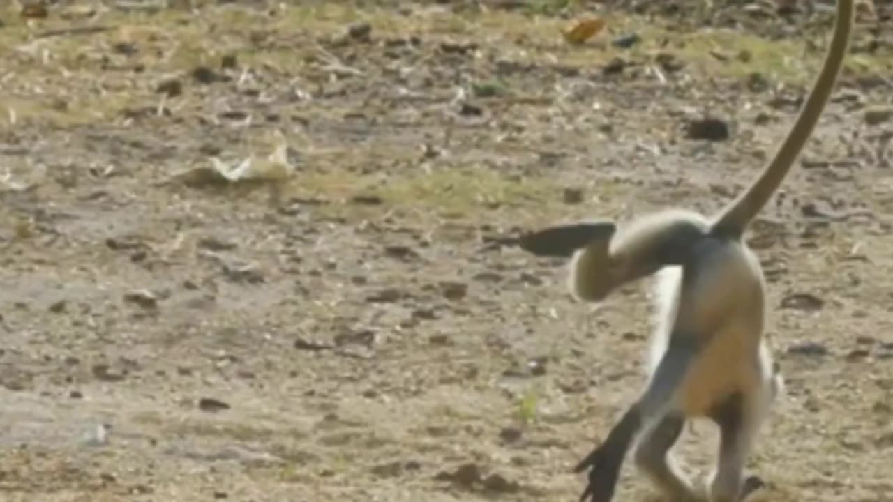 fuuny monkey video