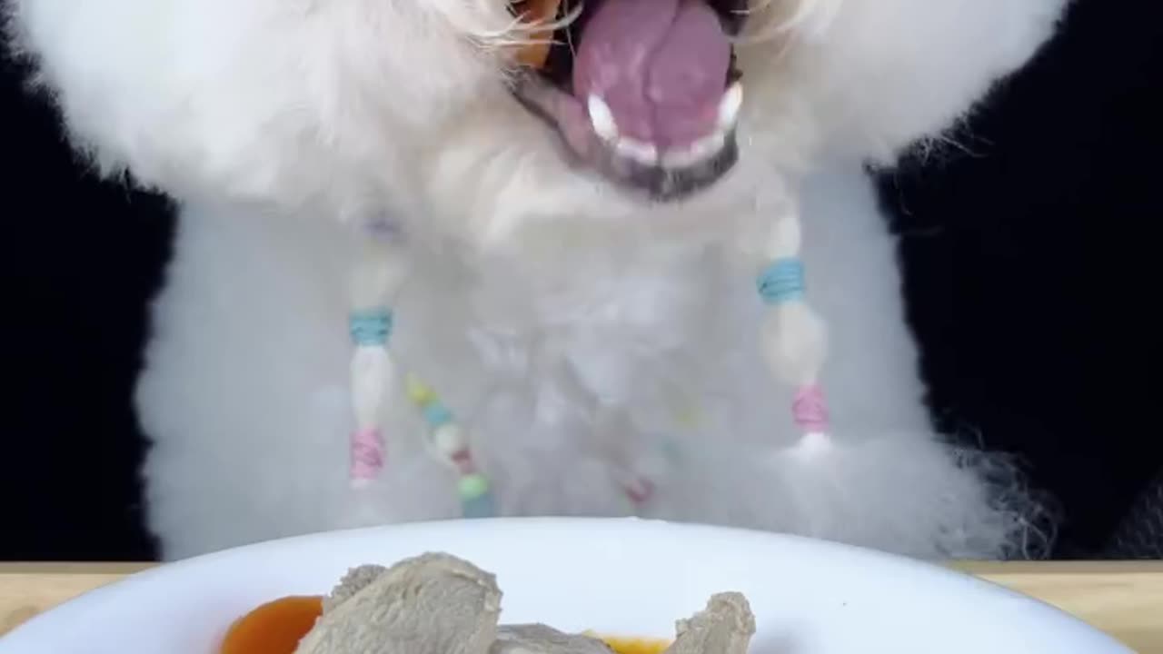 Funny animal video