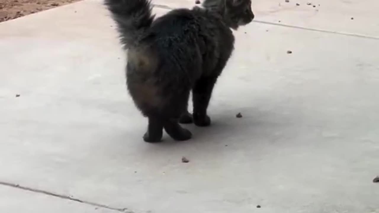 Real life Tom and Jerry