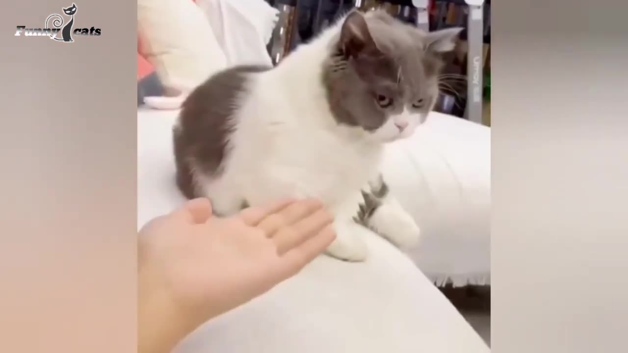 Funny cat videos funny cats video cute cat