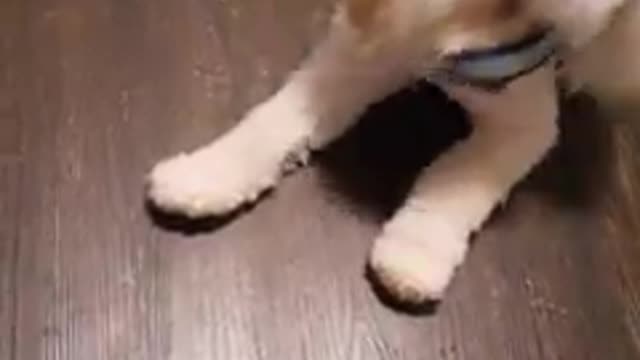 The Petley dog wants to remove the neck strap