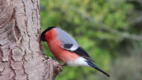 Bird When eat food.