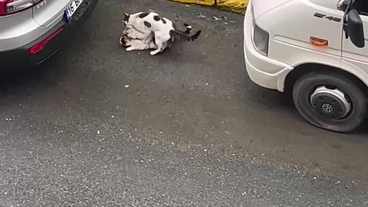 Trio of Cats Scurry Away After Getting Caught Fooling Around