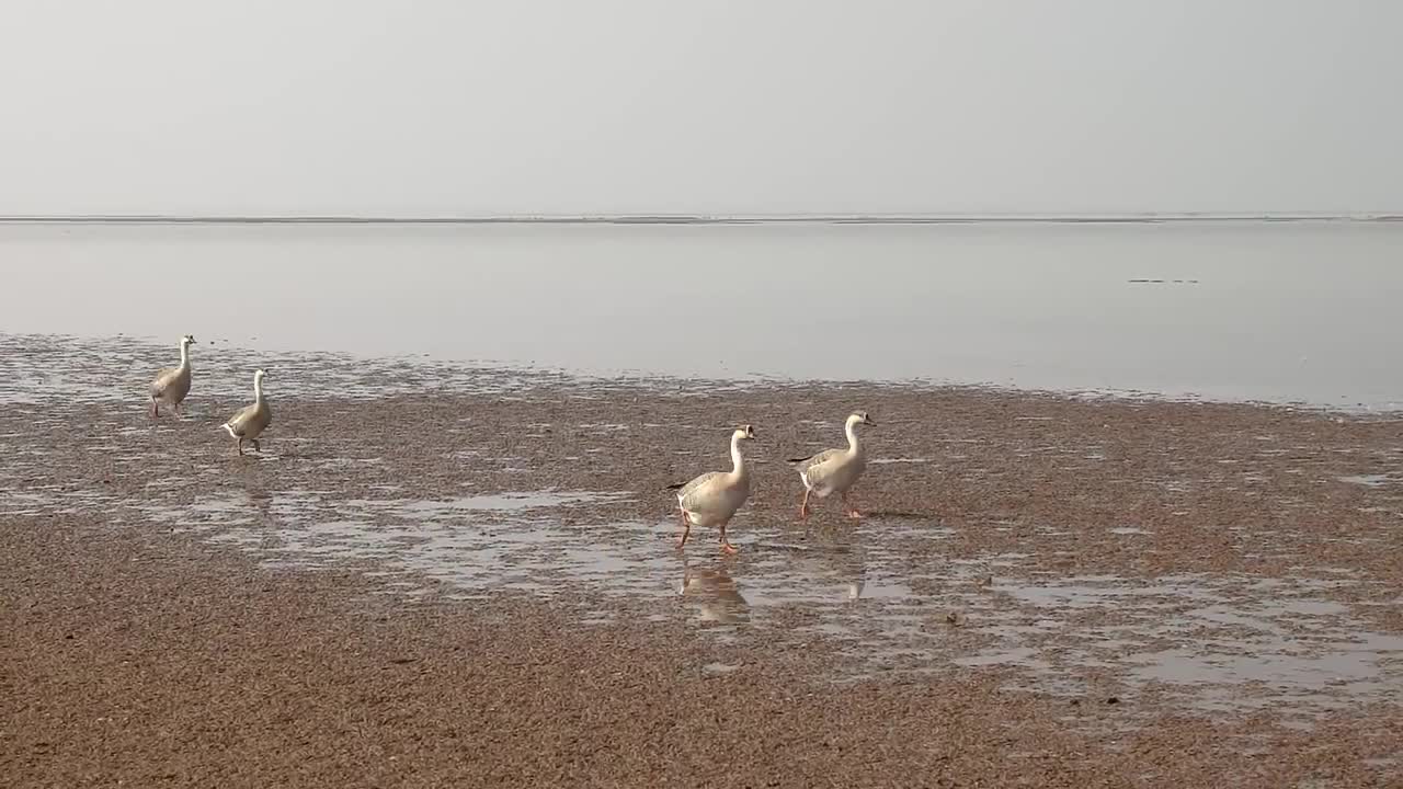 Geese flying