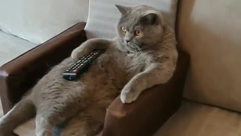 Lazy Cat watching TV