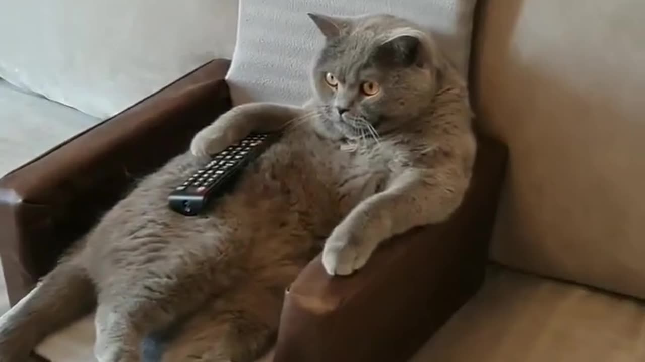 Lazy Cat watching TV