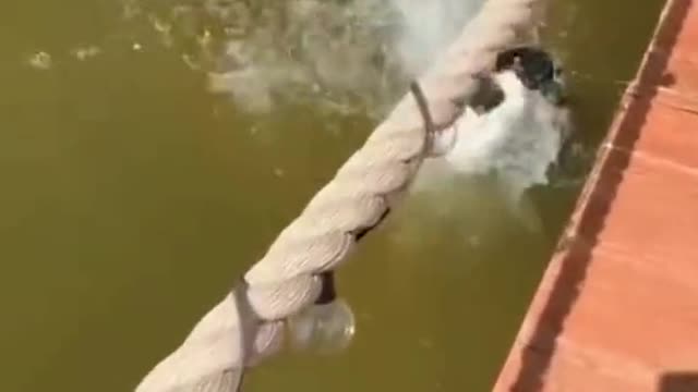 Trend tik tok animals