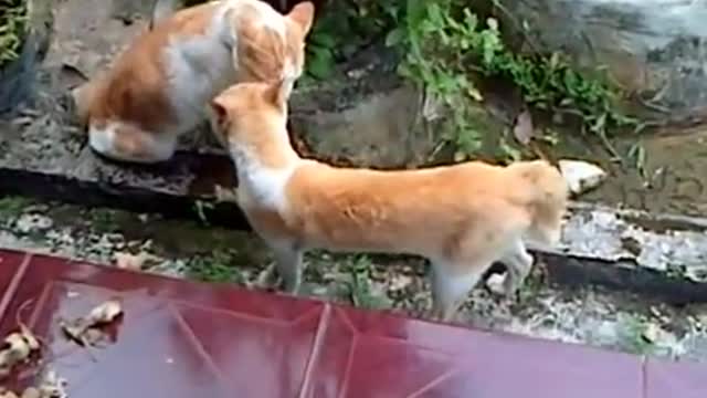 Cats Fight Over Territory, Who will win?