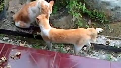 Cats Fight Over Territory, Who will win?