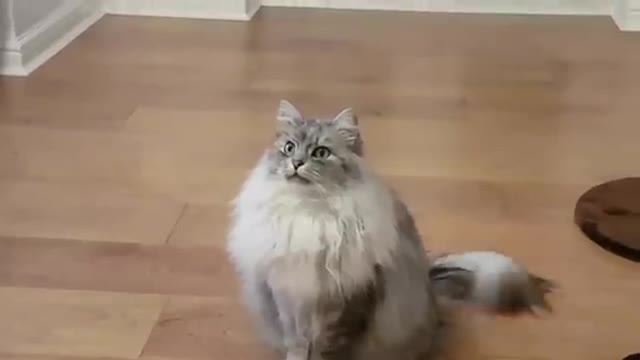 Siberian cat does backflip when instructed