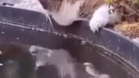 Cat funny video