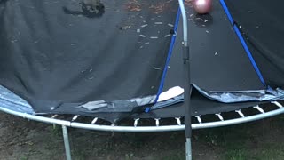 Squirrel Plays on Trampoline