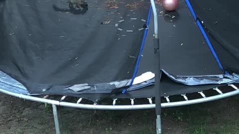 Squirrel Plays on Trampoline