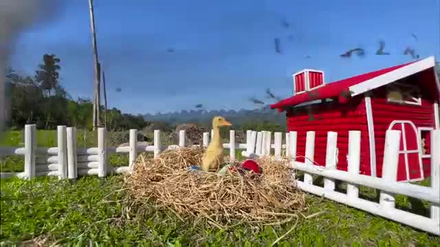 Smart Bim Bim helps ducks find colorful eggs | Fun and cute moments with Bim Bim and ducklings