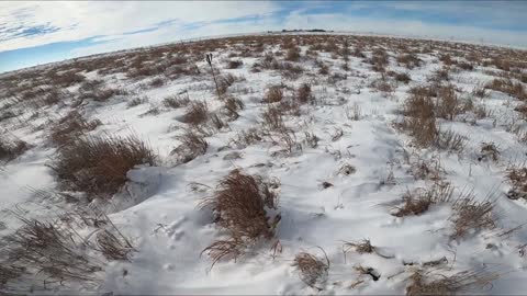 Snow Day - First Pheasant Hunt of 2023!