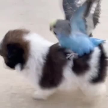 puppies and bird