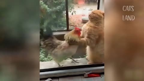 Cat fight with coack