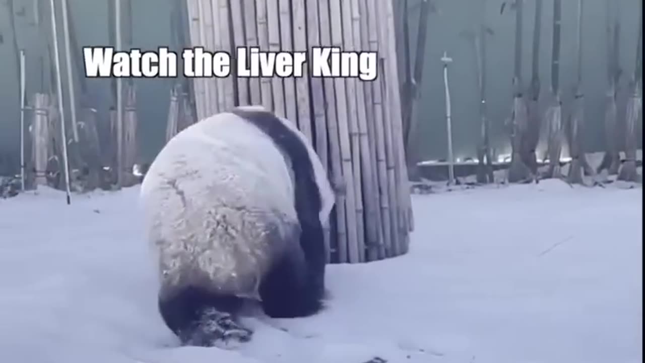 Panda Discovers Something Interesting | funny panda videos | Funny Animal videos