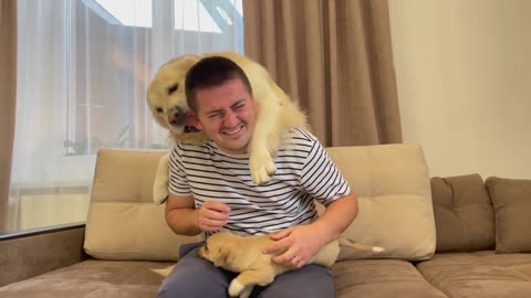 What does a Golden Retriever do when you hug another puppy [Jealous Dog Reaction]