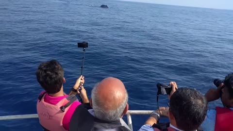 Blue whale in Indian Ocean (Sri lanka)