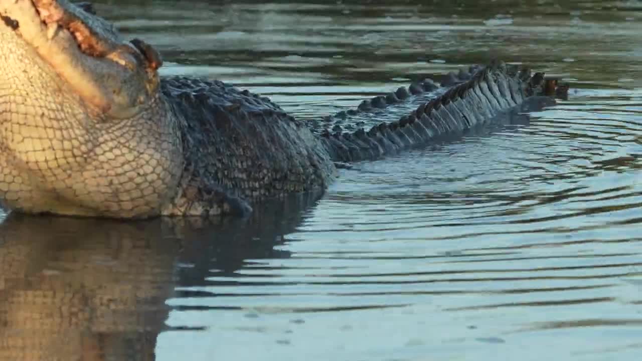 Alligator bellowing