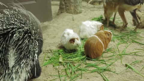 Is the cutest animal