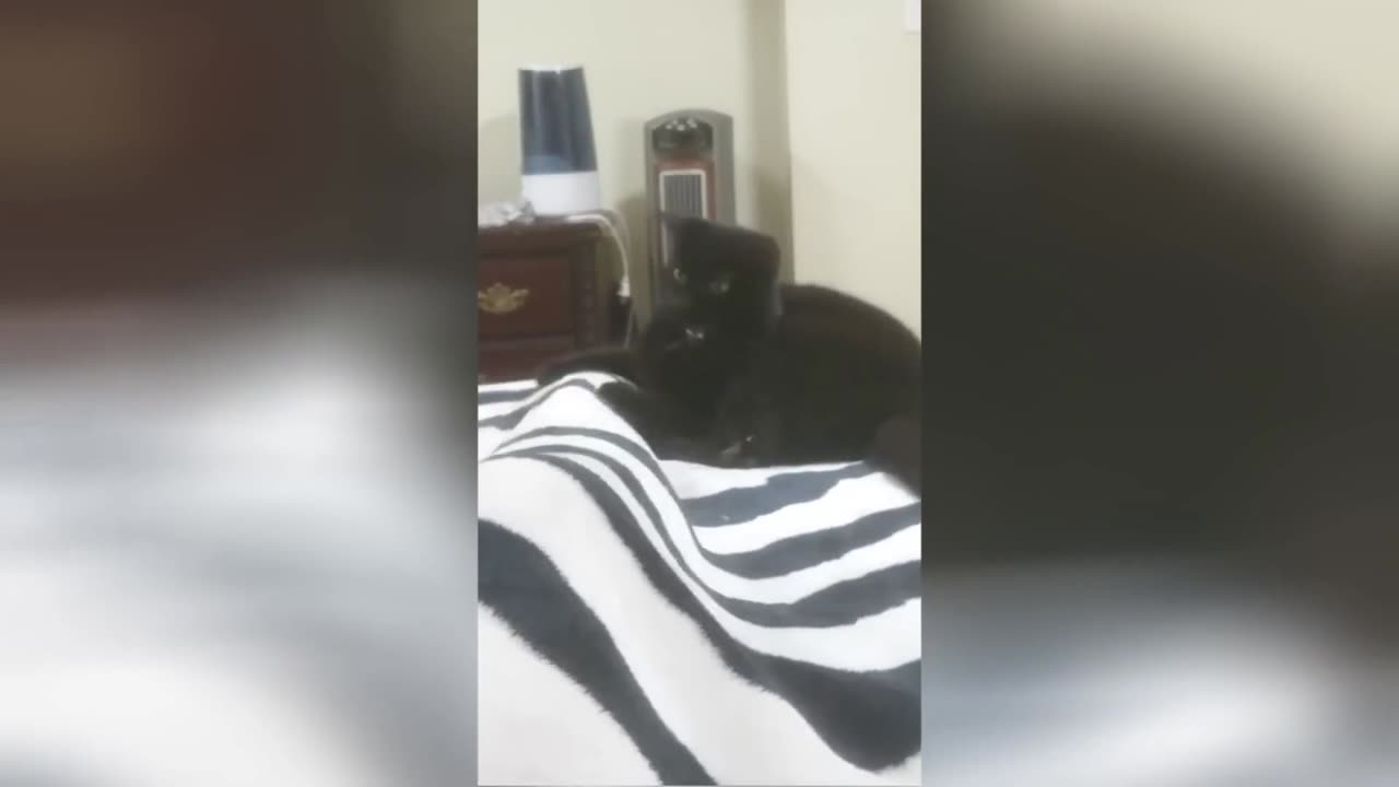 😸 Hilarious Cat Fails That You Need to See 🐾