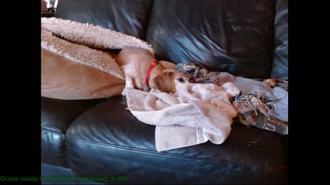 22nd Weenie (silent) Stream
