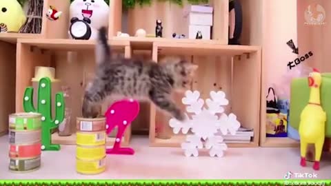 Смішні та прикольні відео з котиками, та собаками