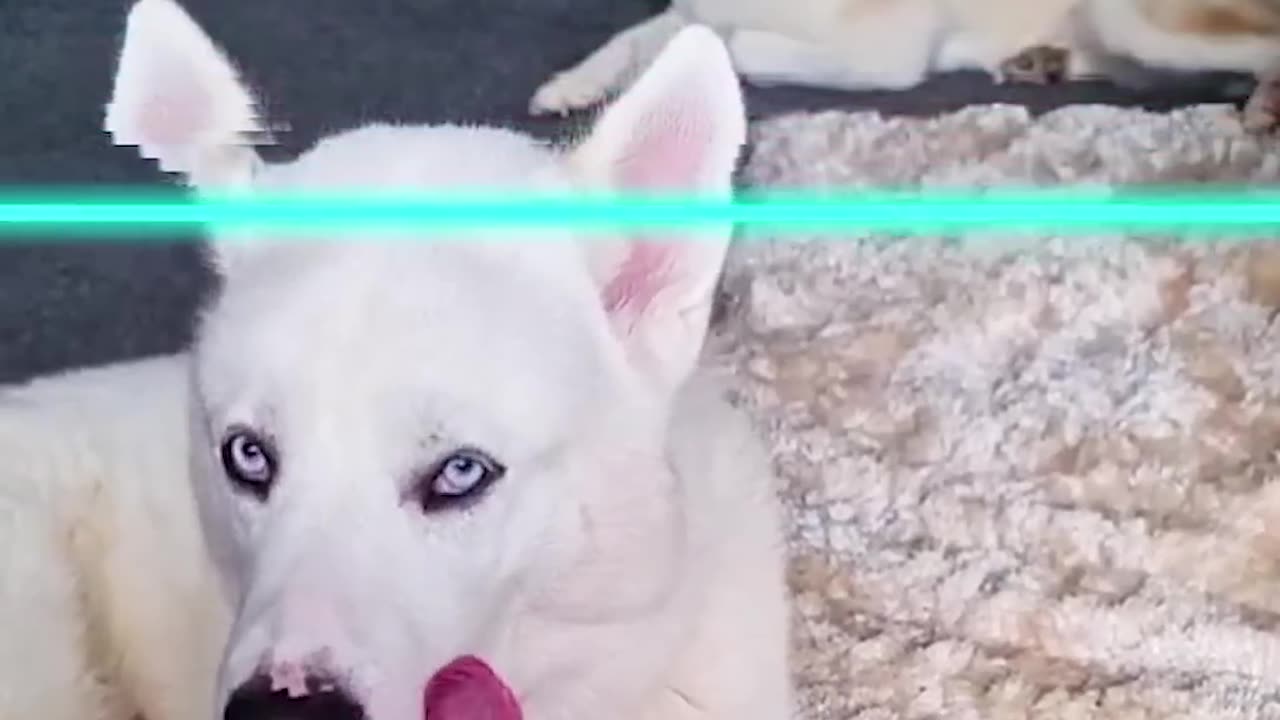 funny animal videos