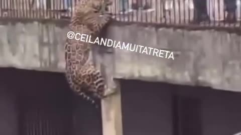 tiger catch up